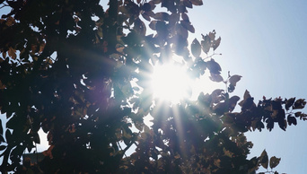 1080P夏季夏天正午强烈阳光穿透树叶空镜实拍视频