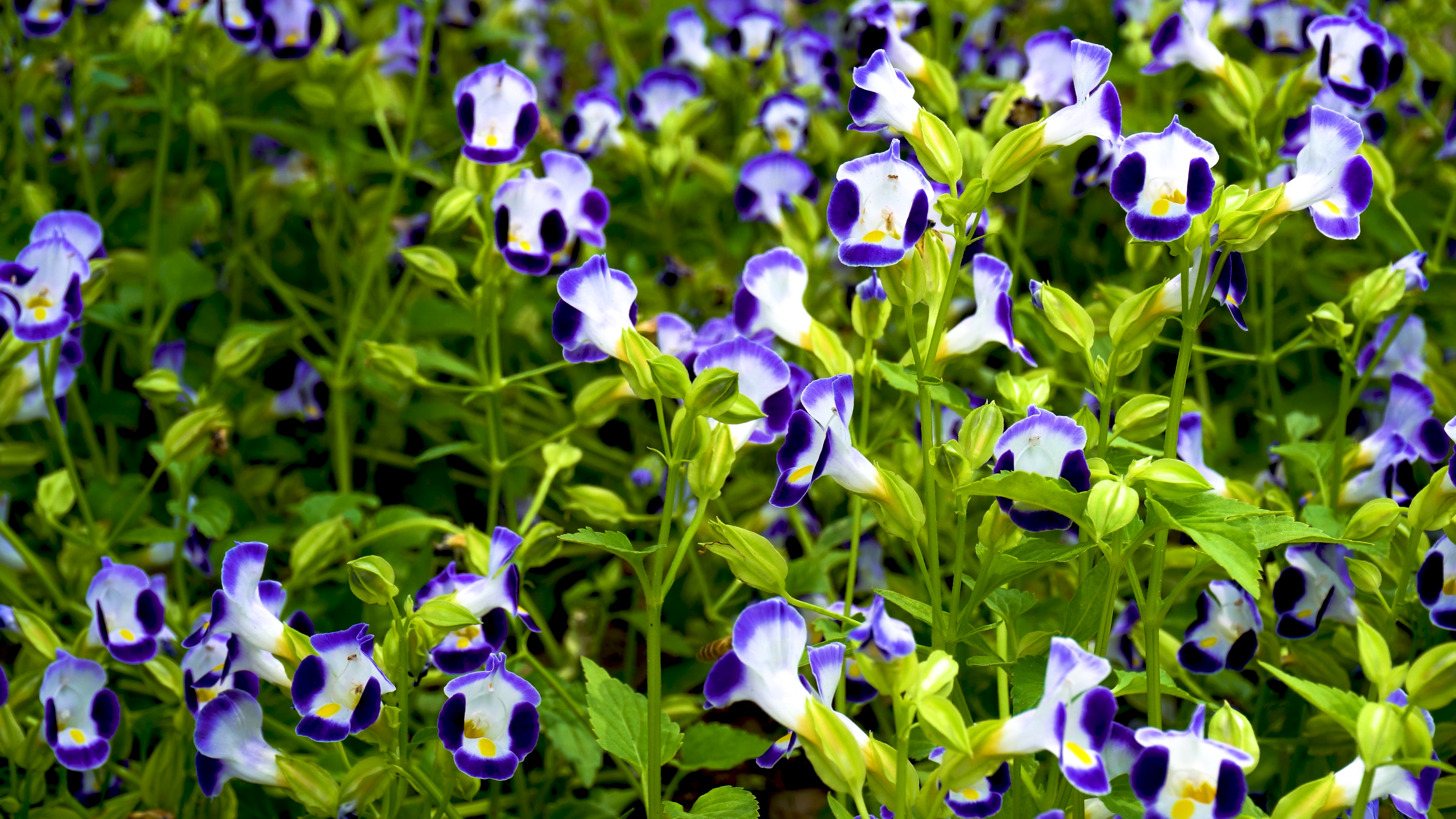 4k实拍夏季紫色蝴蝶草鲜花盛开风景视频