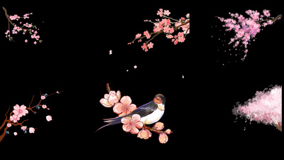 唯美粉色樱花花瓣飘落春天桃花梅花树枝鸟带通道mov综艺节目真