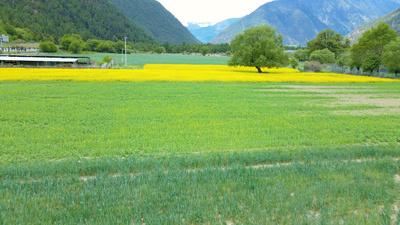 4K航唯美油菜花田菜地风景