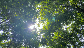 4K实拍夏天阳光穿过树叶风景空镜