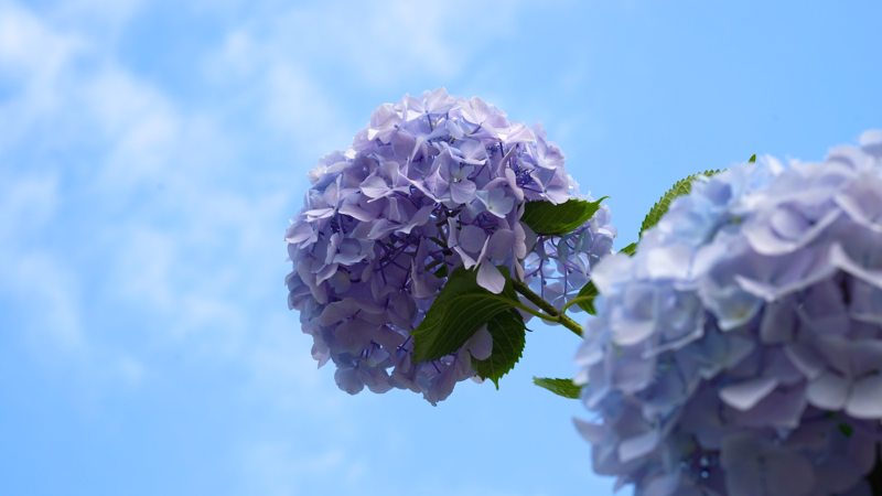 4k实拍夏日唯美紫色绣球花自然风景空镜 千库网