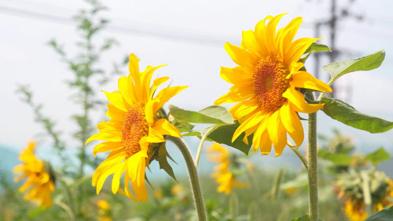 4k实拍唯美夏天面朝太阳的向日葵风中摇摆
