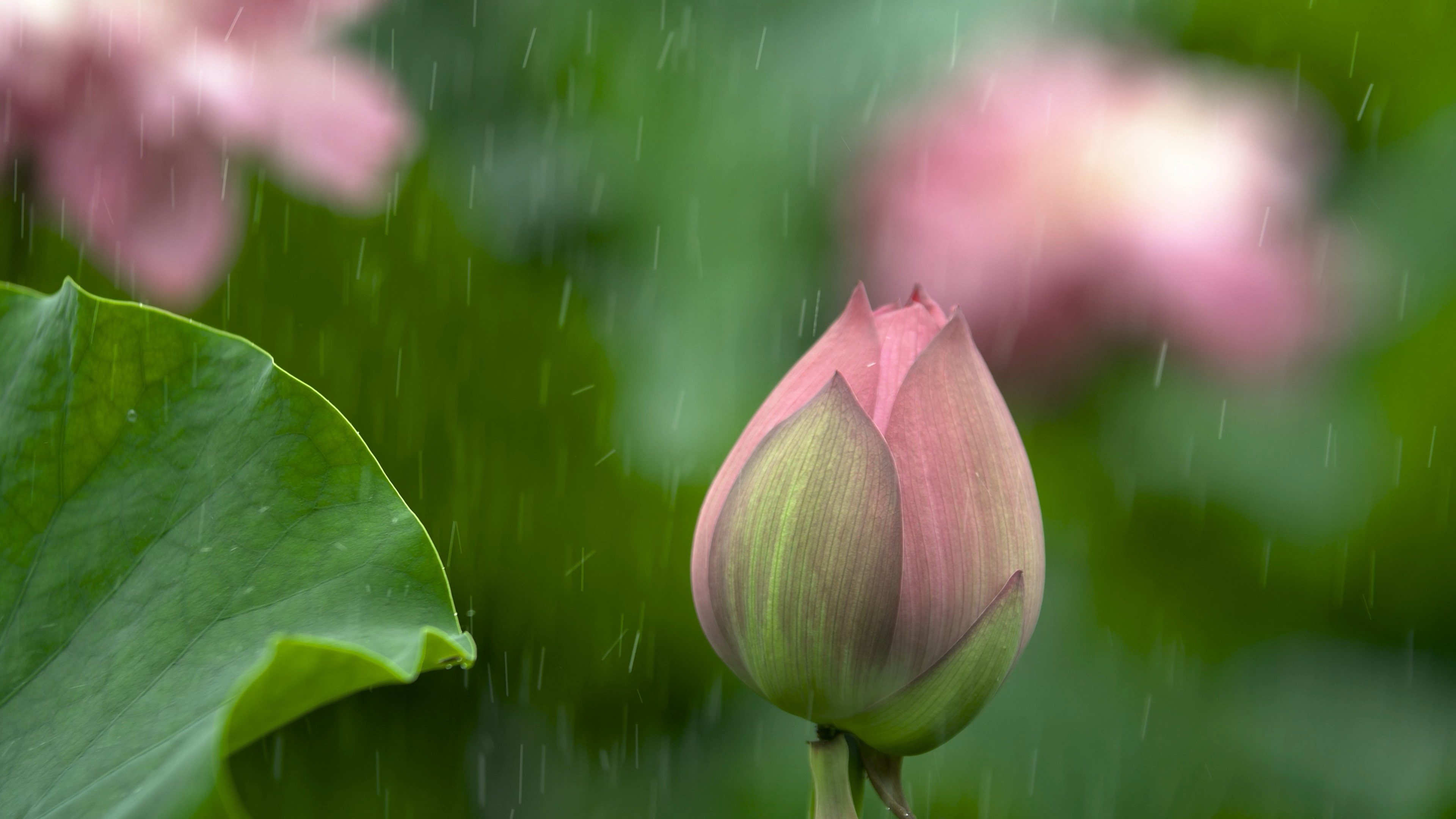 风雨兰，雨中的百合花