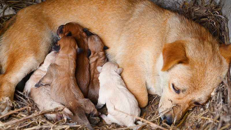 1080p狗狗喂奶新出生的小狗