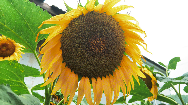 4k实拍夏季向日葵花夏季夏日夏天风景自然风景花朵花儿 千库网