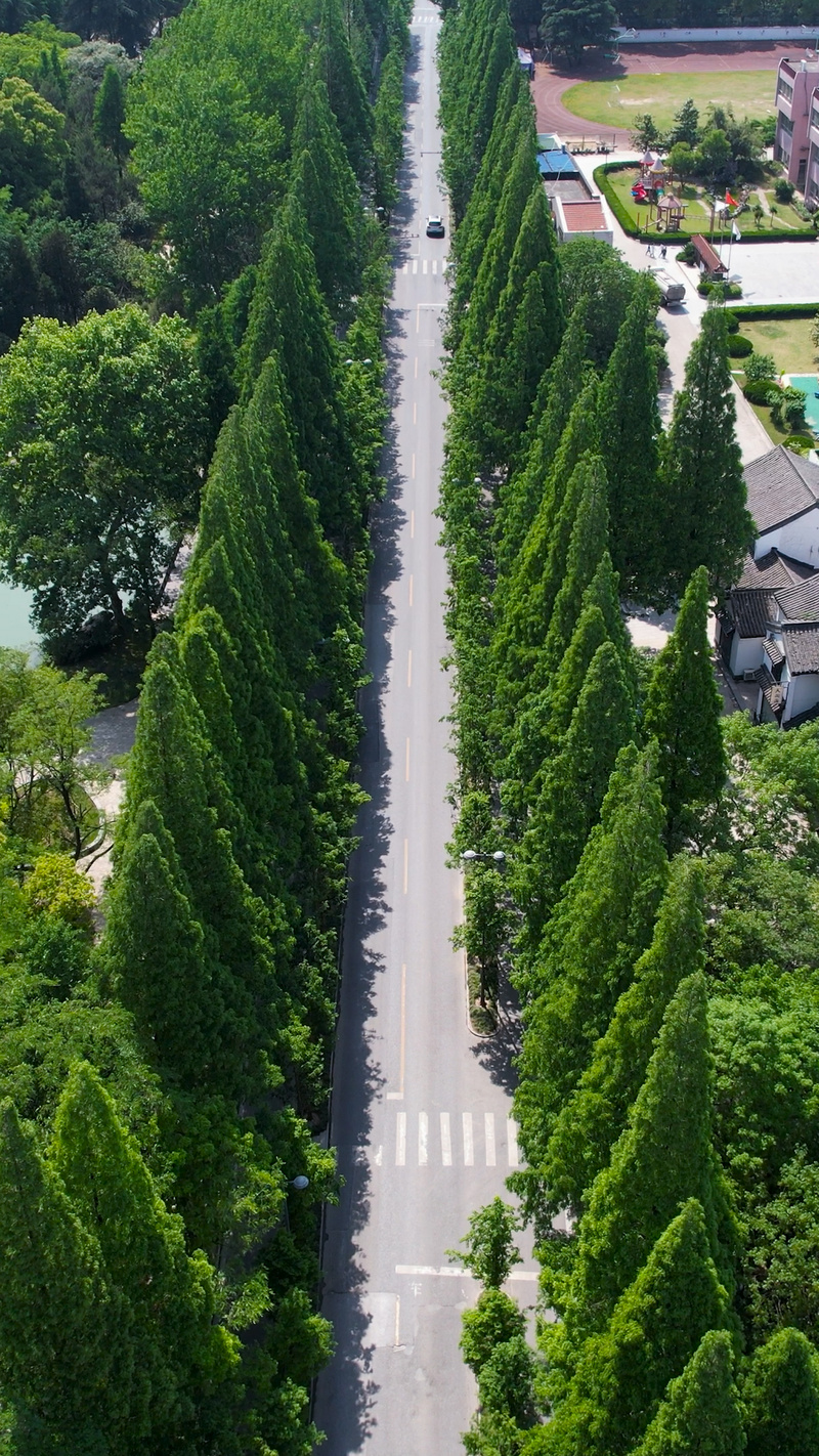 4k航拍柏树林公路竖屏竖版风景