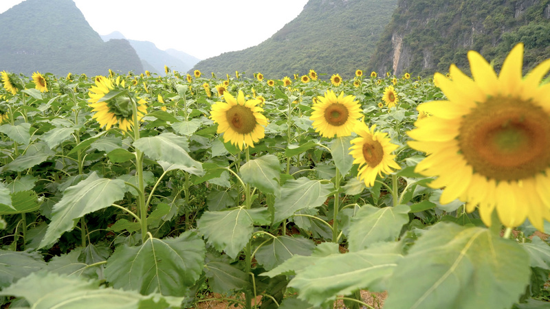 4k实拍一望无际的花海向日葵花运镜夏季夏日夏天风景自然风景 千库网