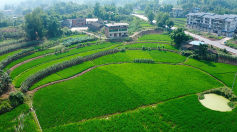 4k航拍农村乡村稻田农田田地农业经济发展新农村建设