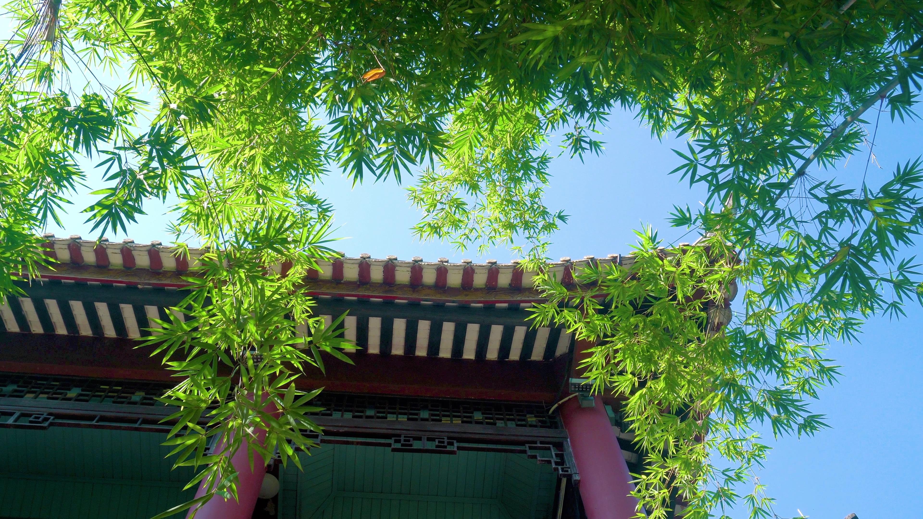 4k清新竹子竹叶特写实拍视频意境空境自然风景