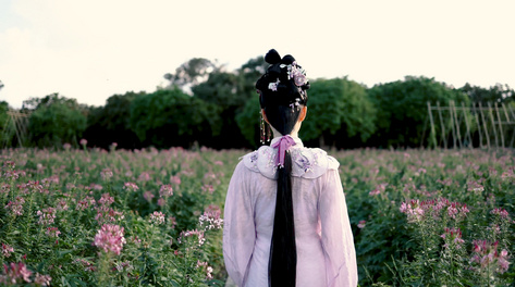 4k古风汉服美女在醉蝶花海中行走背影古风古装美女