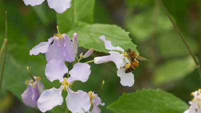 4K实拍春天蜜蜂在鲜花花蕊中采蜜