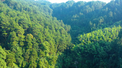 4k航拍夏日山间原始森林树林风光自然风景大山高山祖国山河大好