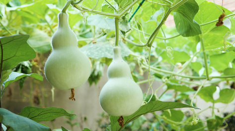 4k绿色植物葫芦藤蔓下的葫芦农村乡村田园风景风光