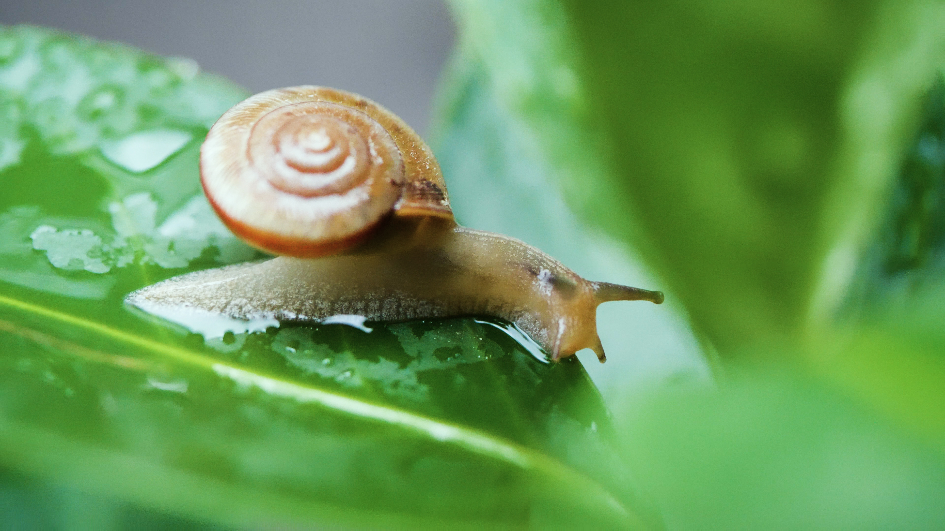 4k绿色树叶上爬行的蜗牛夏季夏日夏天风景自然风景意境空境