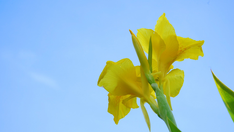 4k实拍唯美夏日阳光下的美人蕉夏季夏天风景自然风景花朵花儿 千库网