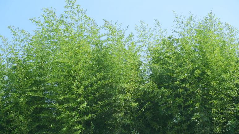 4k实拍唯美晴天阳光下风吹竹子随风晃动自然风景空镜