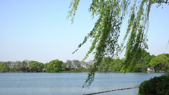 4K实拍杭州西湖溪水流动垂柳自然风景