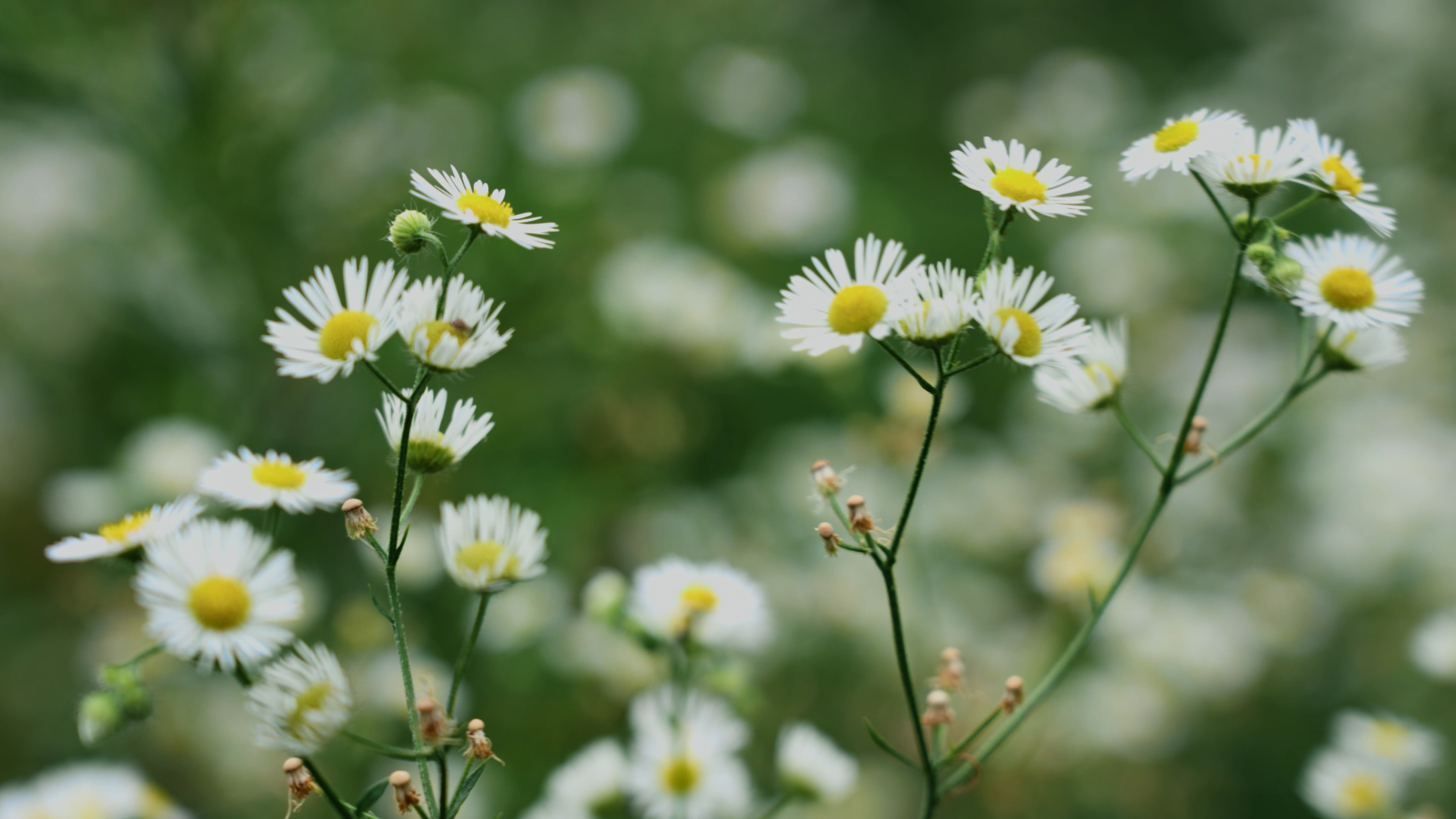 4k唯美雏菊随风飘动实拍花朵植物自然空镜夏季夏日夏天风景自然风景
