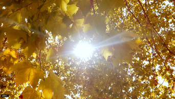4K拍摄秋天枫树枫叶透光逆光唯美意境