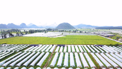 4K航拍云南文山烟草种植基地