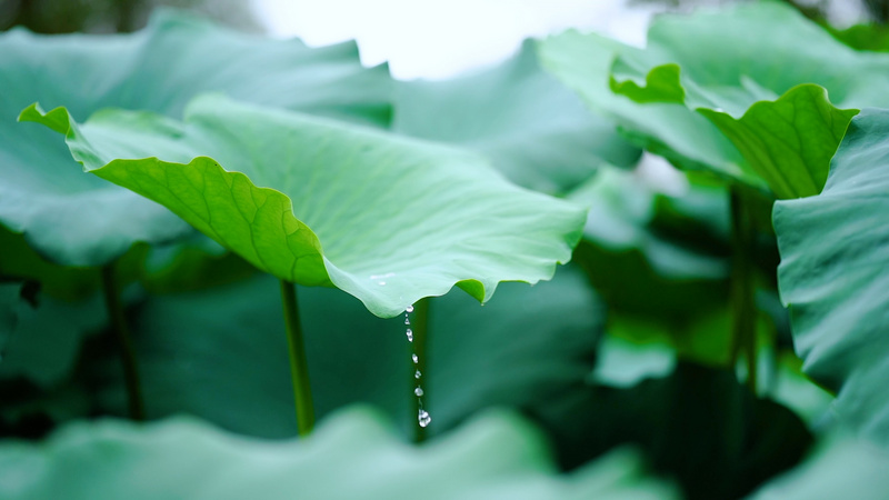 4k实拍唯美荷叶上的雨滴滑落自然风景空镜