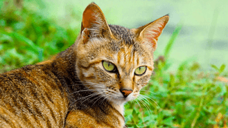 4K实拍野外自由自在的中华田园猫土猫家猫动物