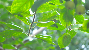夏威夷果树ae模板-夏威夷果树pr模板-夏威夷果树视频素材-千库网