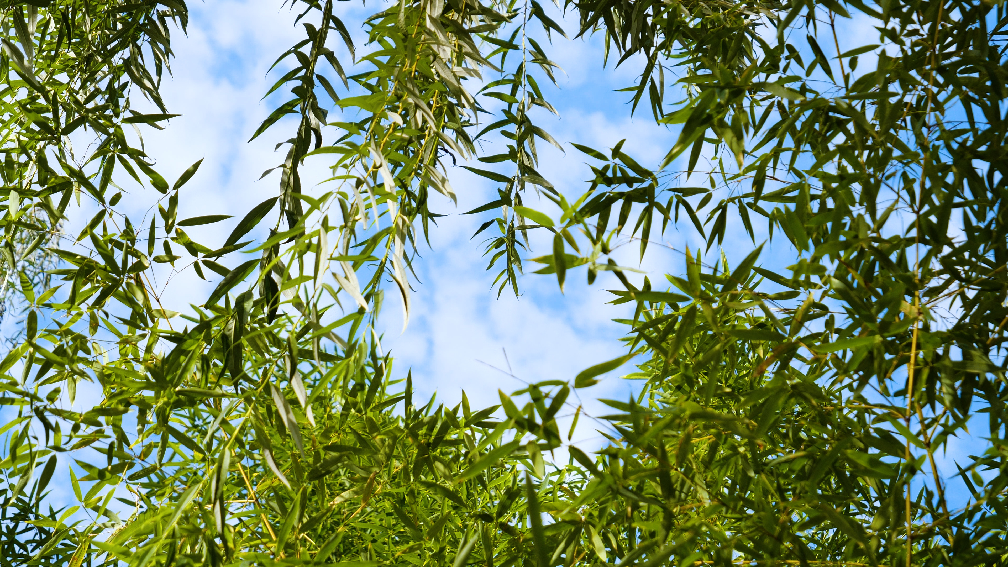 4k自然风景随风飘动的垂柳树叶