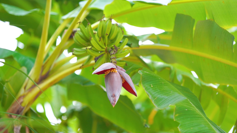 4k实拍夏季盛开的芭蕉花芭蕉果实 千库网