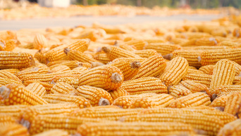 4K秋天收获路上晾晒的玉米