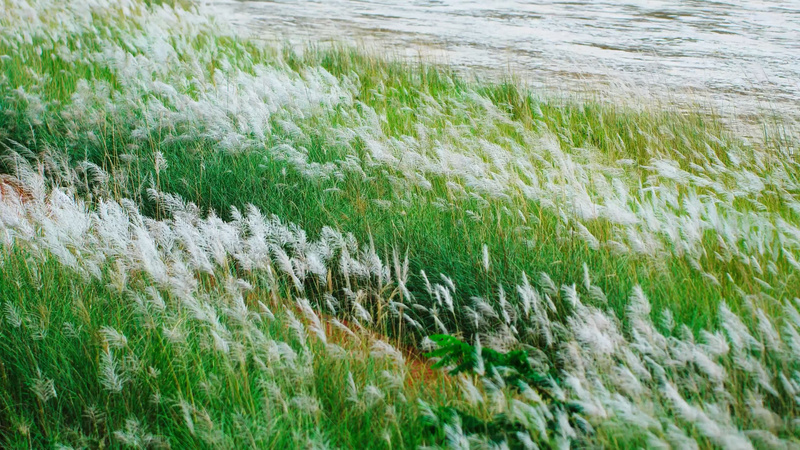 4k实拍唯美河边芦苇随风飘视频特效素材-千库网