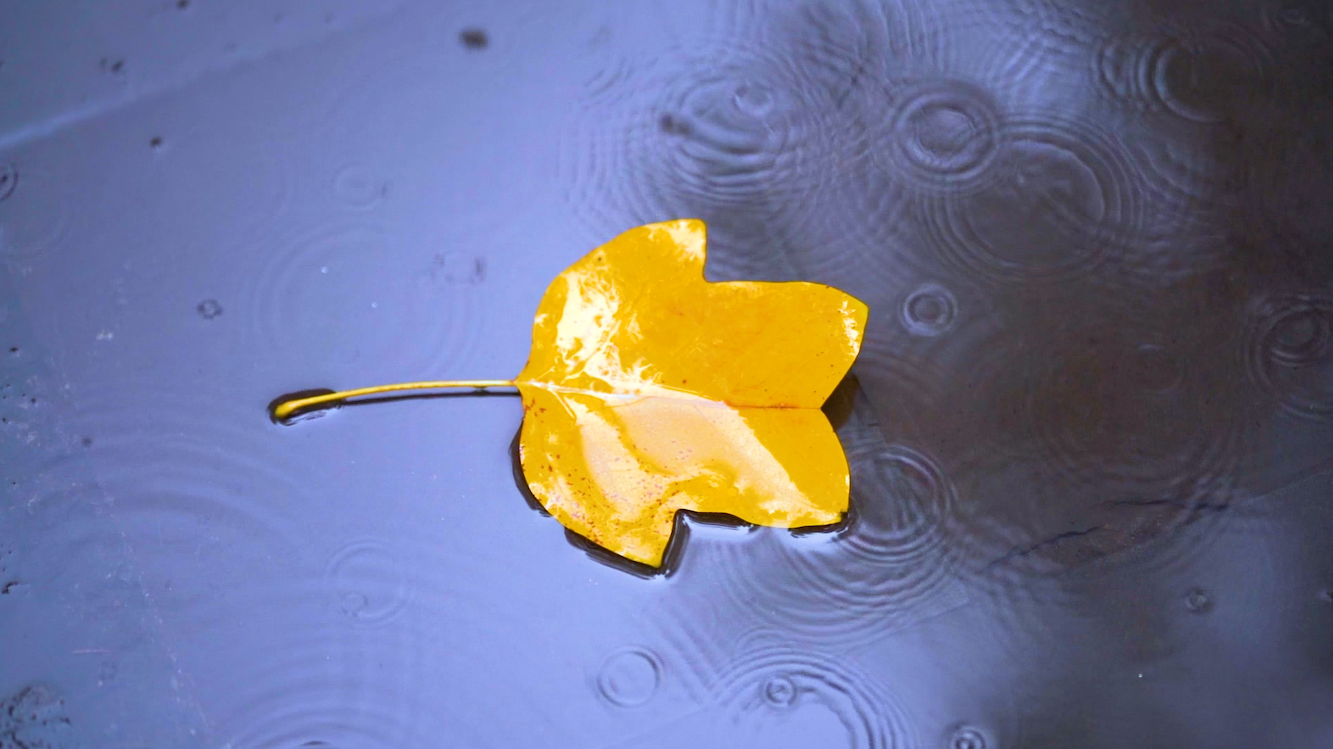 4k雨天植物上的水滴水珠空镜自然风景视频特效素材-千库网