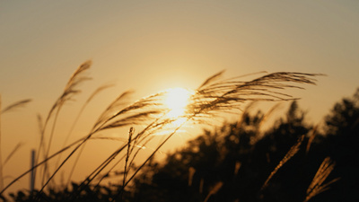 4k实拍夕阳下的芦苇唯美空镜秋天风景