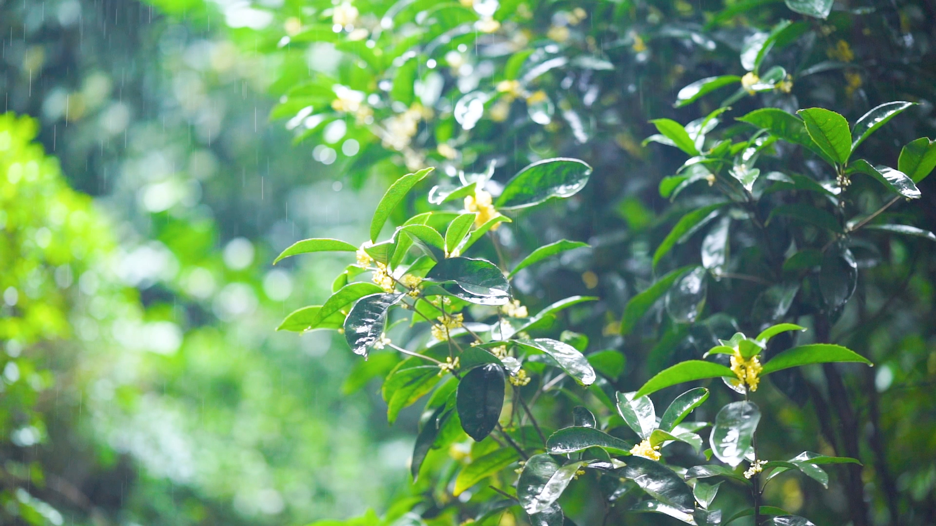 雨天的植物|摄影|风光|美食摄影师新想 - 原创作品 - 站酷 (ZCOOL)