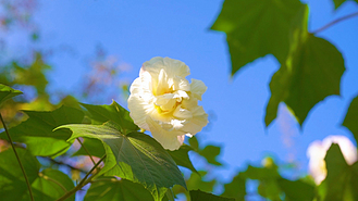 4k实拍唯美意境风光阳光下的白色梧桐花