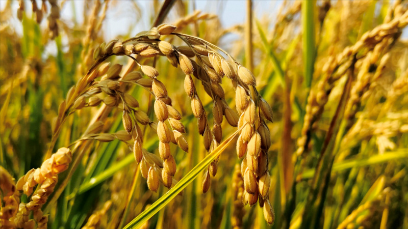 4k实拍农业秋收季节成熟稻谷颗粒饱满