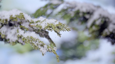 冬天实拍视频素材4k冬天寒冷雪中松树林积雪风景
