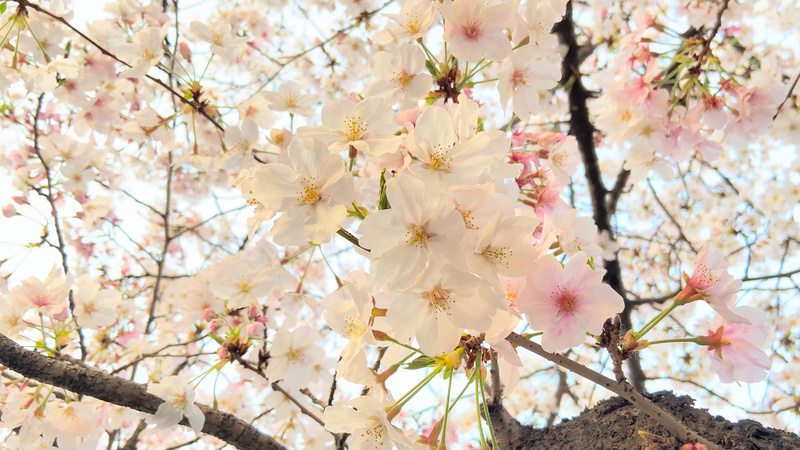 4k实拍春天自然风景白色樱花粉色海棠花 千库网