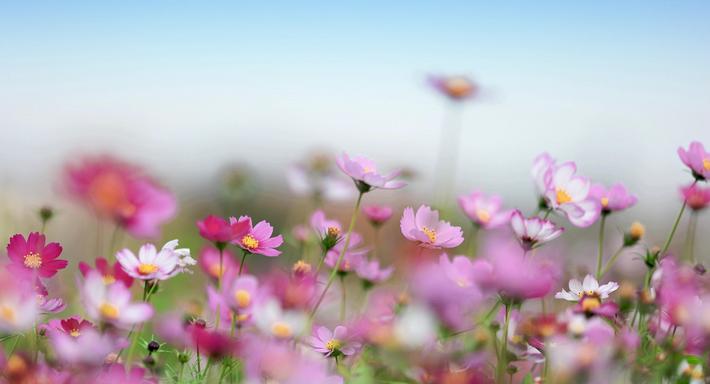 鲜花实拍 鲜花实拍