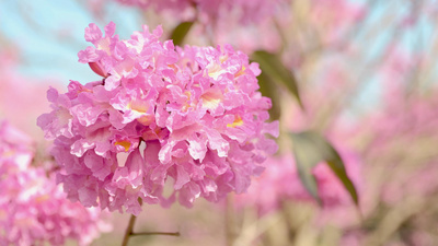 4k实拍春天春暖花开粉色风铃花球