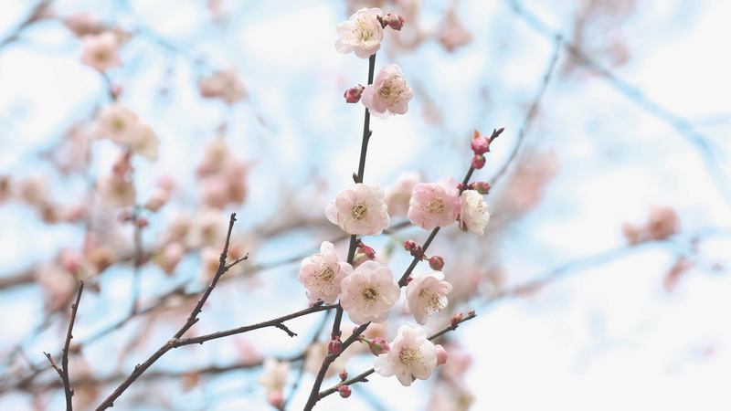 4k实拍春天初春盛开的腊梅花 千库网 4k实拍春天初春盛开的腊梅花 千库网