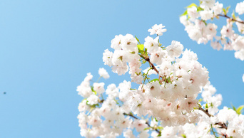 4k实拍唯美随风飘动白色樱花朵春天风景