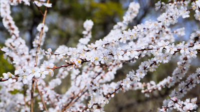 4K实拍春季风景樱花盛开蜜蜂采蜜