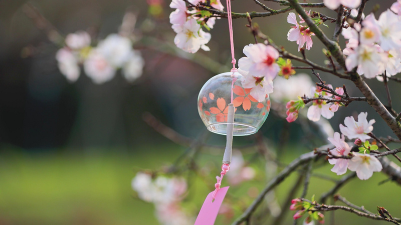 4k随风摇动的风铃樱花日式风铃实拍