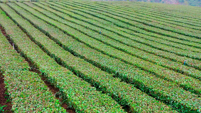 4k航拍唯美茶田园植物种植素材