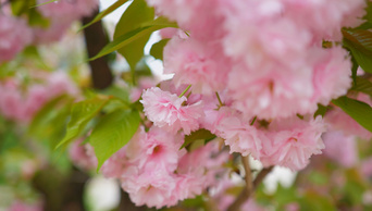 4K实拍春天第一视角樱花花丛中穿梭视频素材
