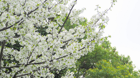 4K实拍春天风景梨树开放白色花朵梨花