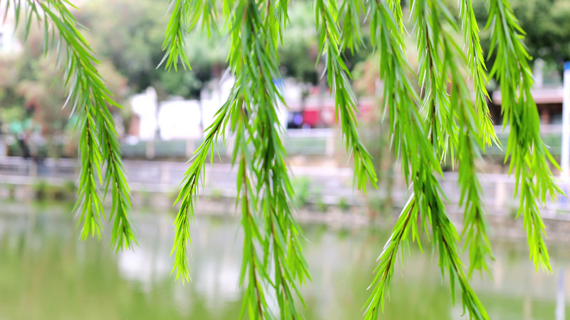 4k实拍春天风吹串串柳树柳叶随风飘扬视频特效素材-千库网