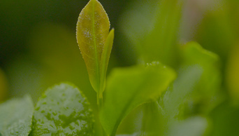 1080P春天茶园摘茶茶场植物叶子实拍